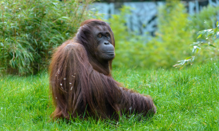/uploads/Tours/malyaisa/oy0809/orang-utan.png