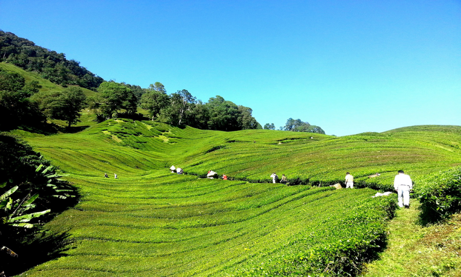 Dschungel, Tee und Badeurlaub - Quer durch Malaysia_65563